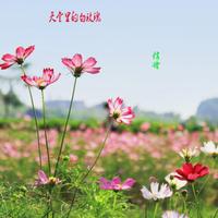 信晗 - 天堂里的白玫瑰(原版立体声伴奏)