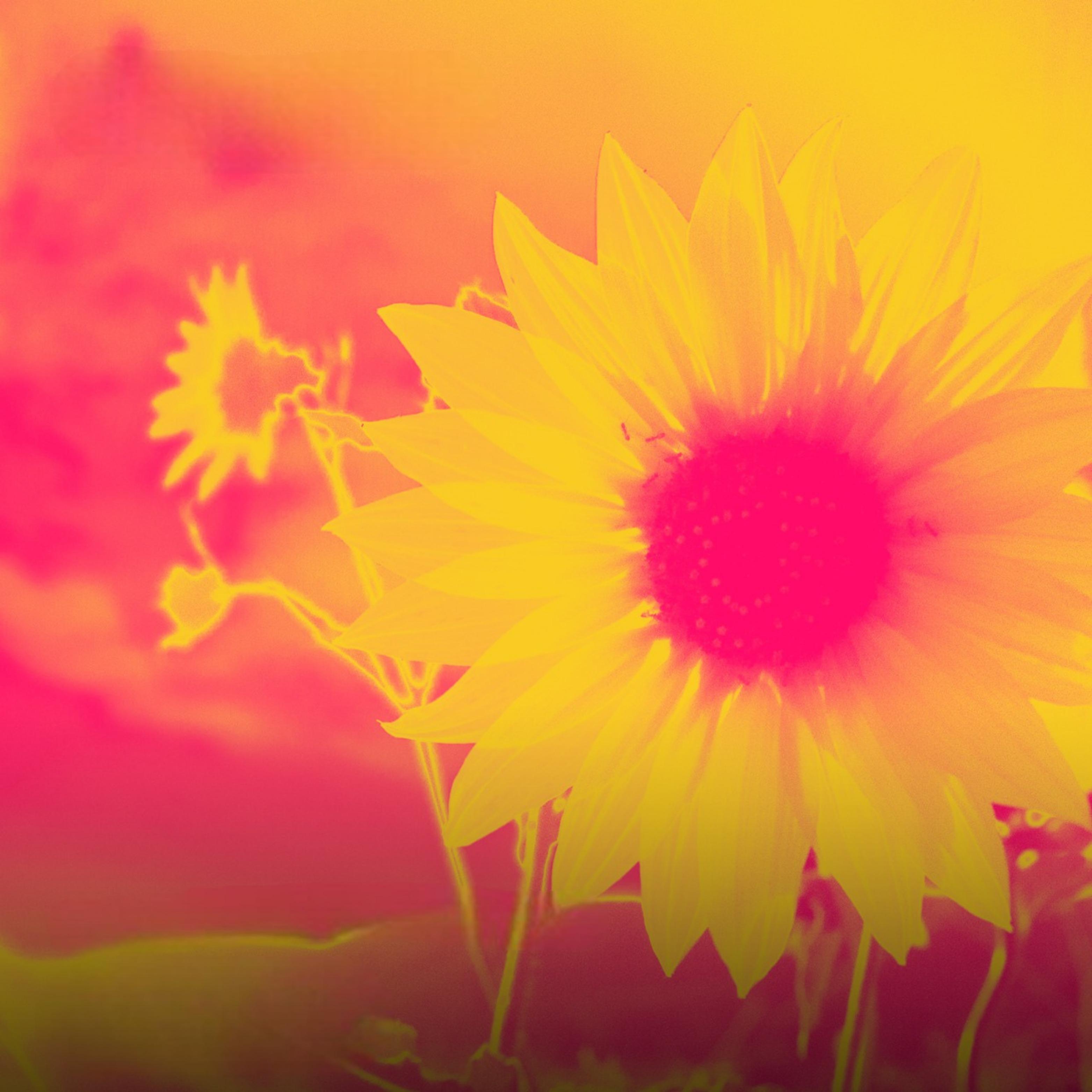 Bloom