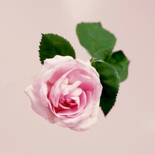 【玫瑰集】世界上最美的花儿
