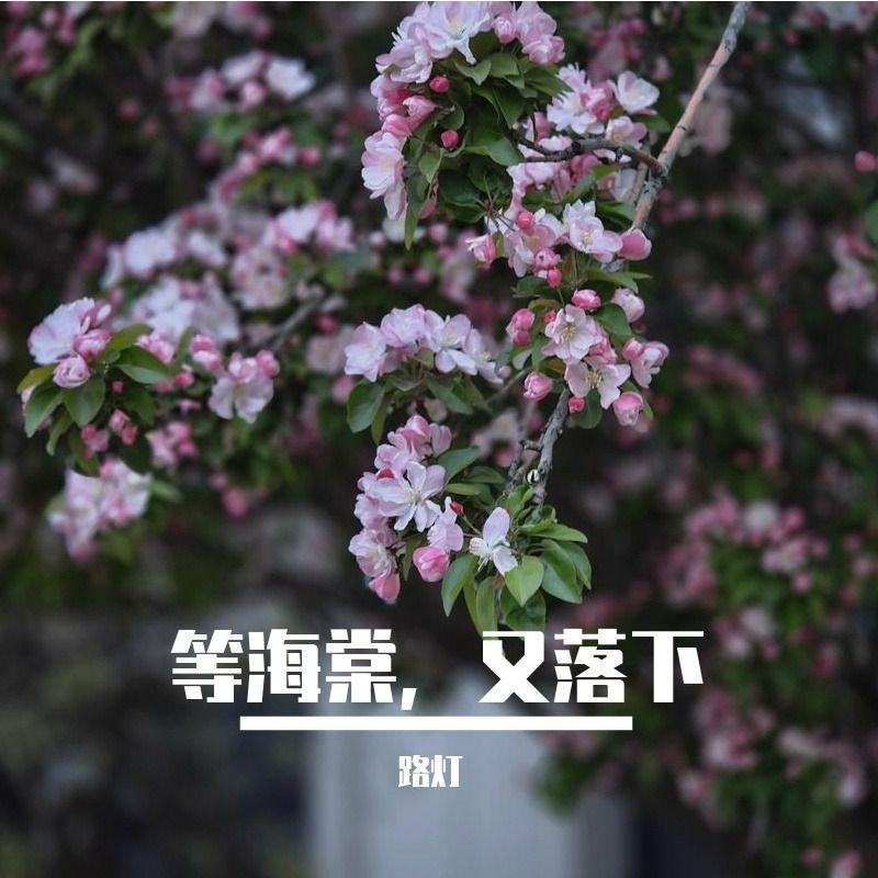 路灯 - 等海棠，又落下 (副歌DEMO) 伴奏