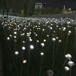 不会写词的lambertl°