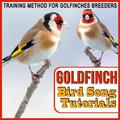 Training Method for Goldfinches Breeders. Goldfinch Bird Song Tutorials
