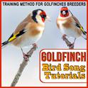 Training Method for Goldfinches Breeders. Goldfinch Bird Song Tutorials专辑