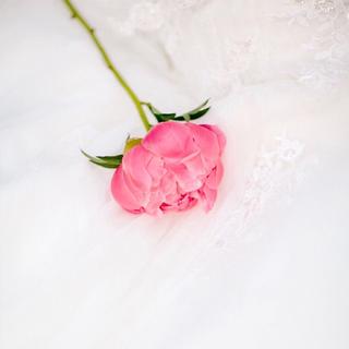 【玫瑰集】世界上最美的花儿