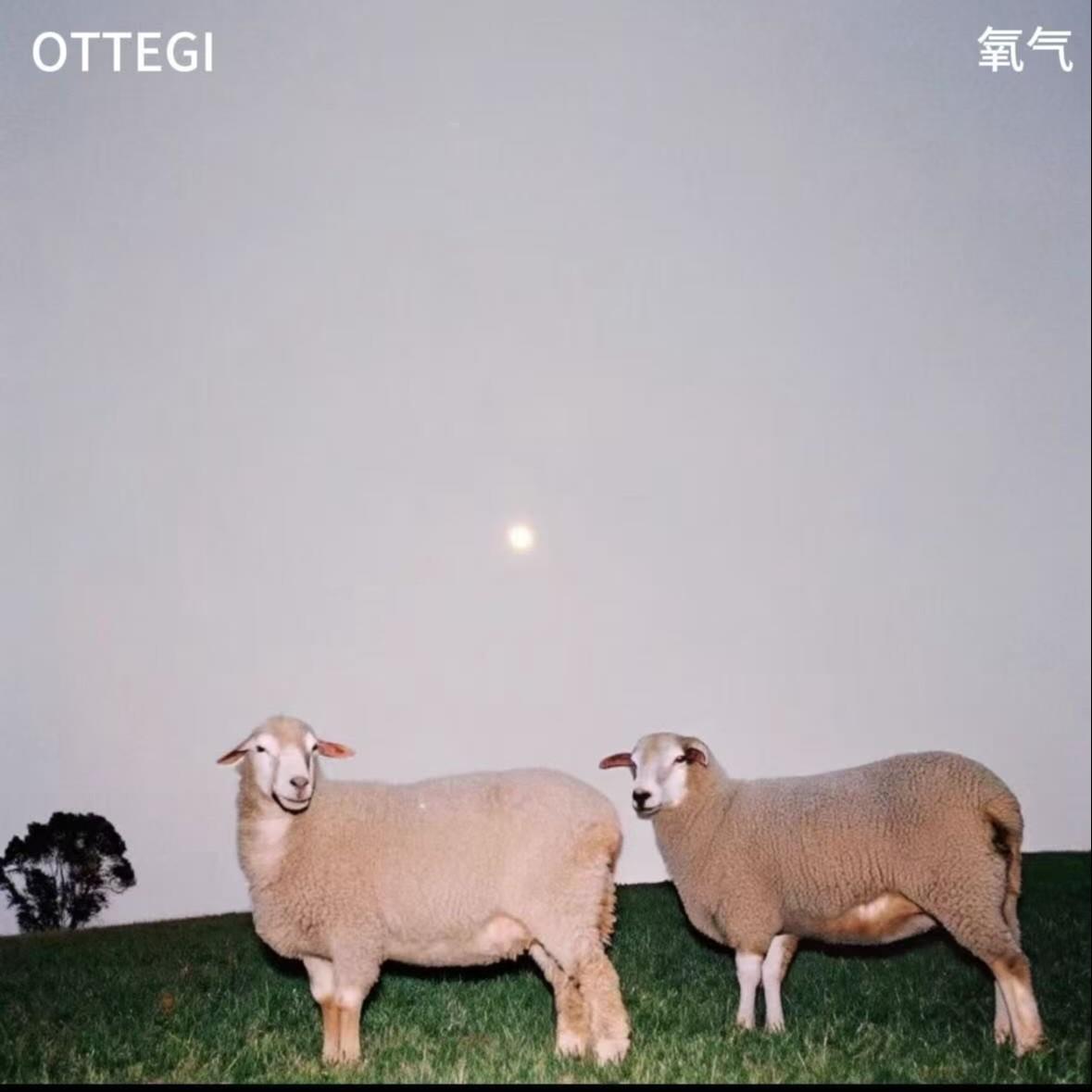 Ottegy