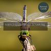 Feather Touch Nature Sounds - Furious Insects