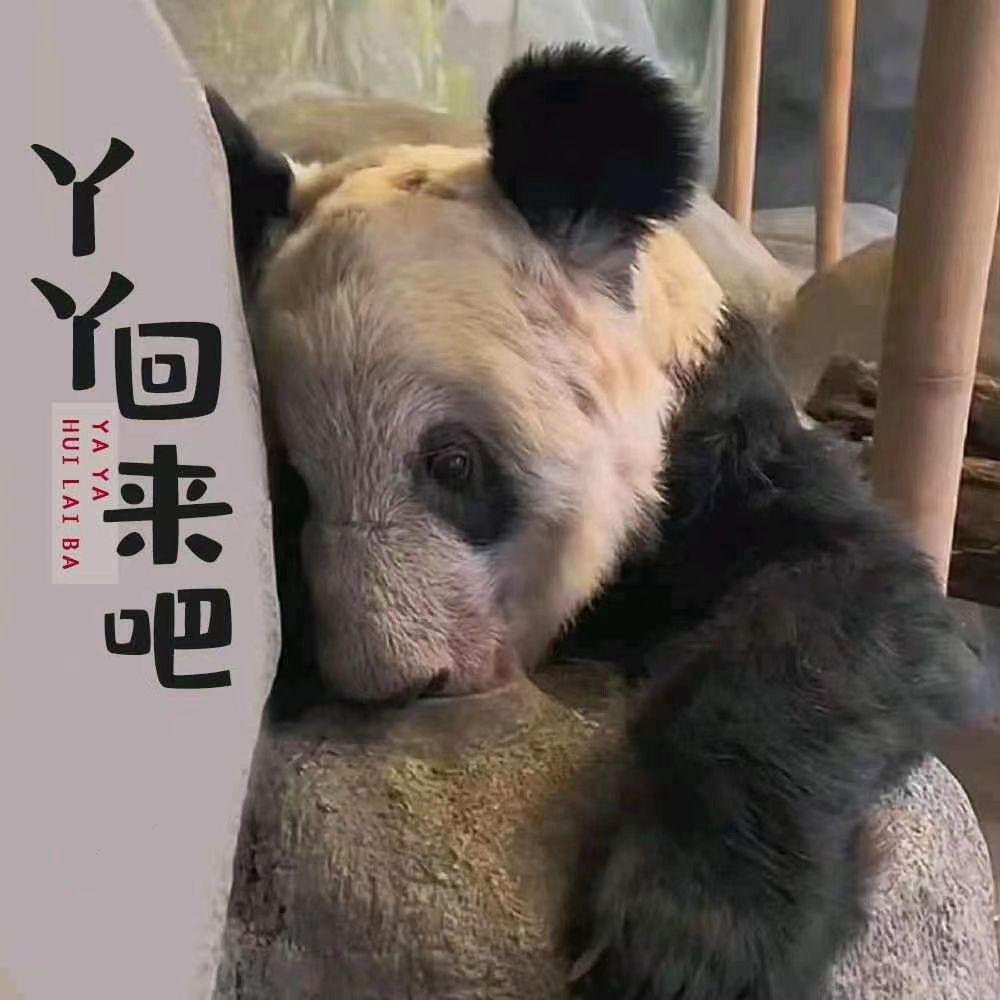 丫丫回来吧