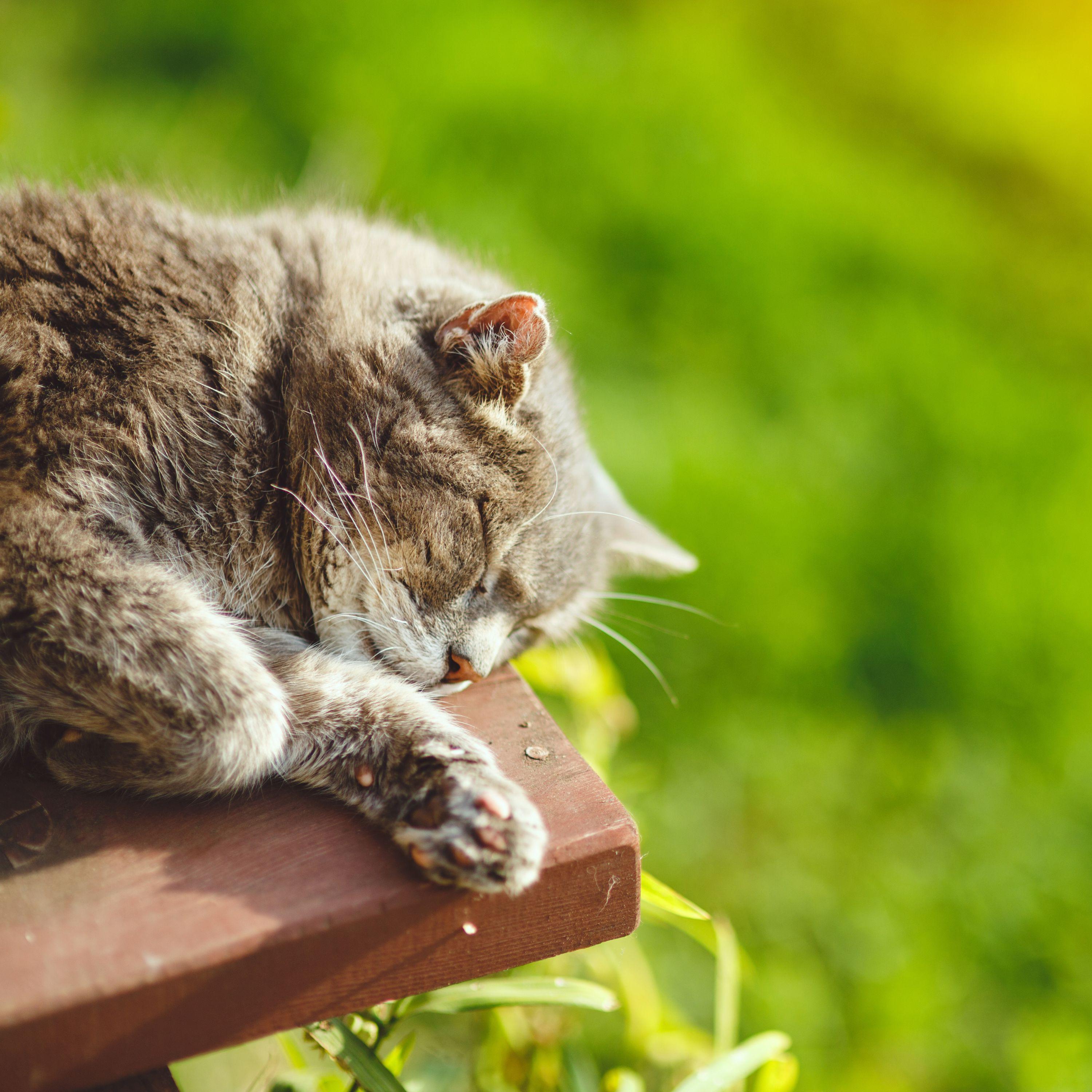 Ambient Tech - Calming Rainfall Catnap Serenity