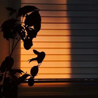 西方音乐史