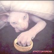 ATPOTI DAYDREAM