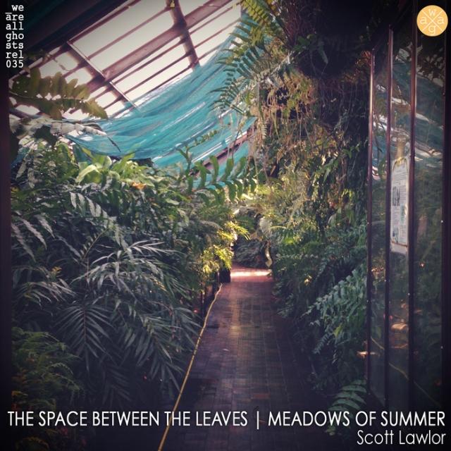 The Space Between The Leaves | Meadows of Summer