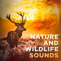 Nature and Wildlife Sounds专辑