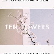 Cherry Blossom Tuesday