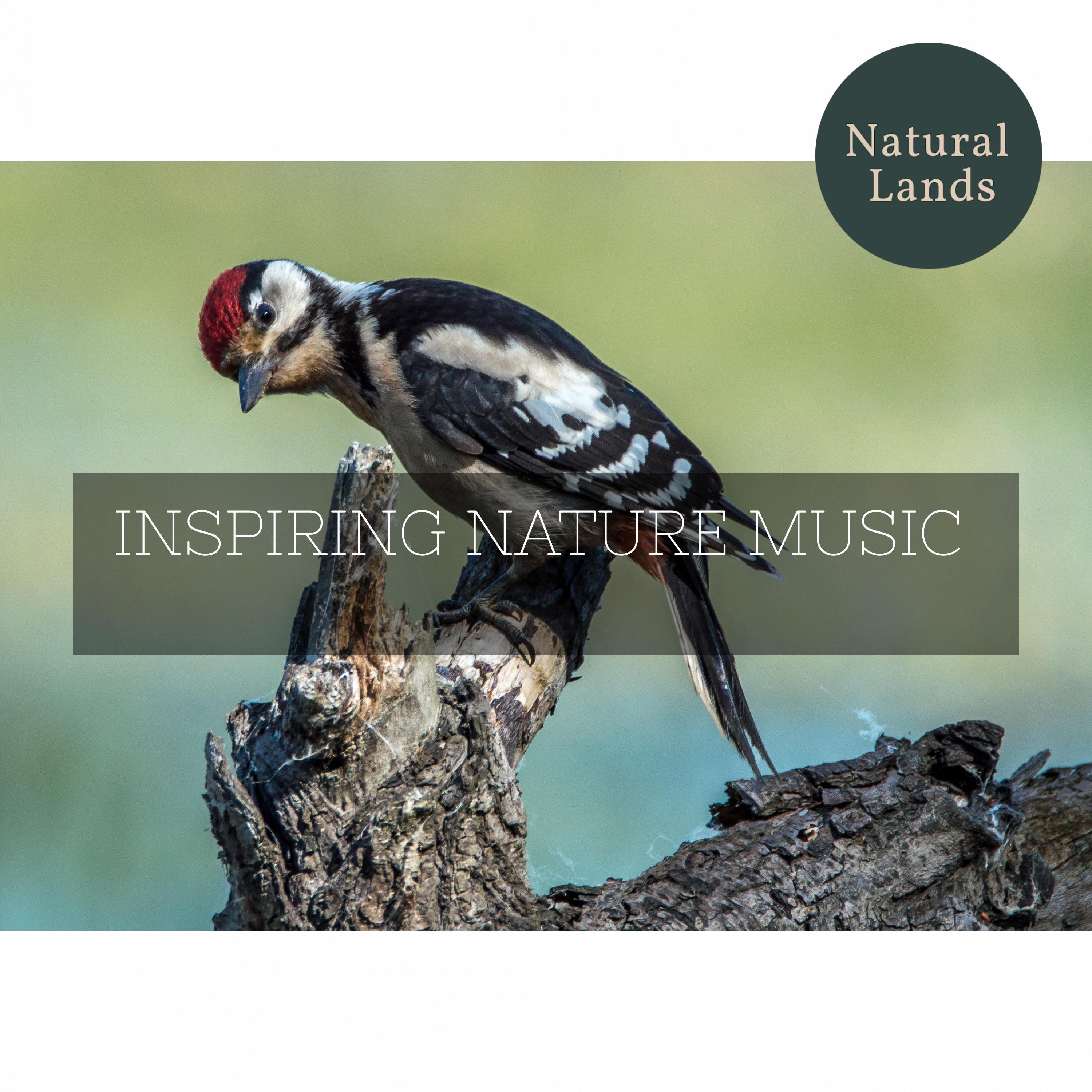 Nature Healing Revival Music - Sudden Light Rain