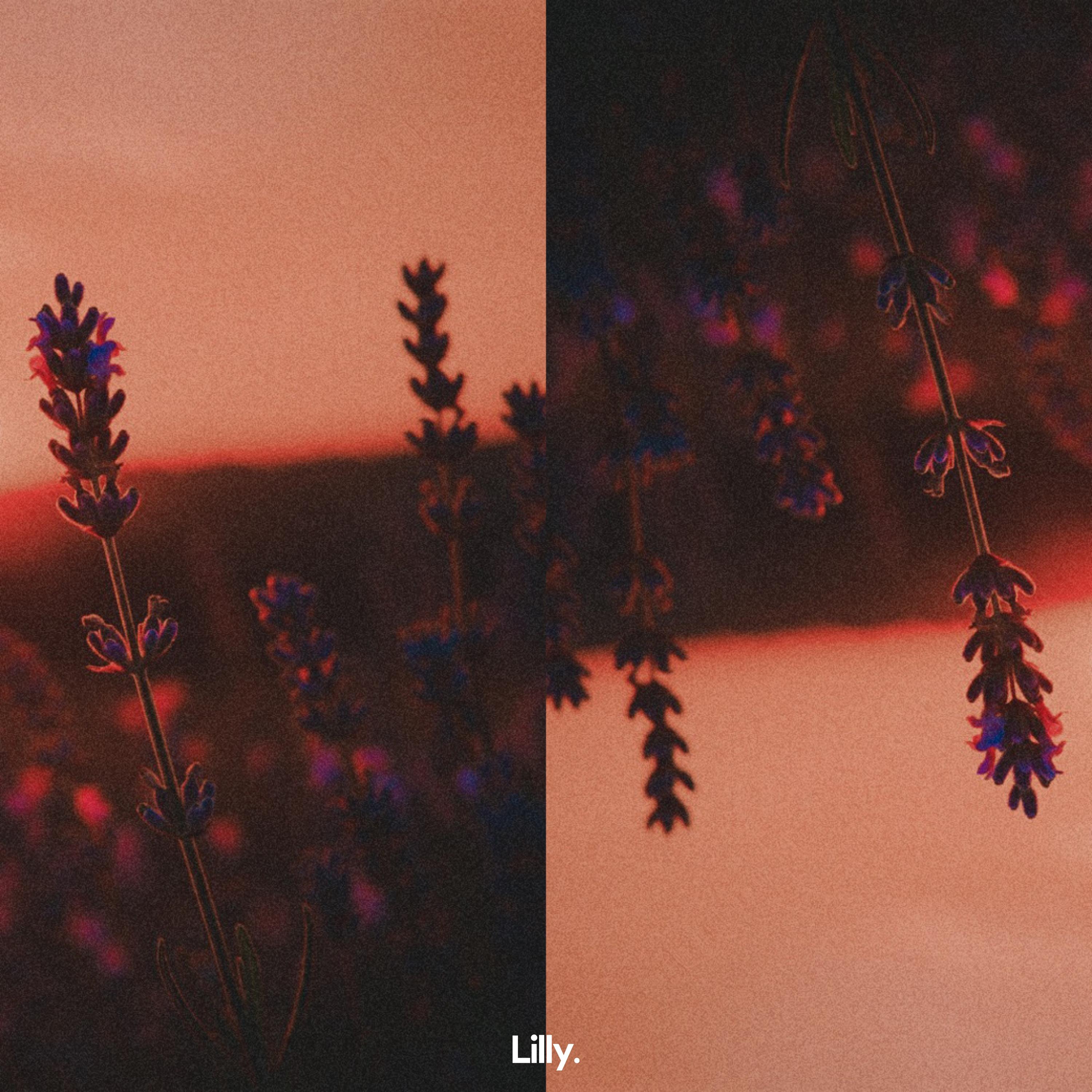 Lavender