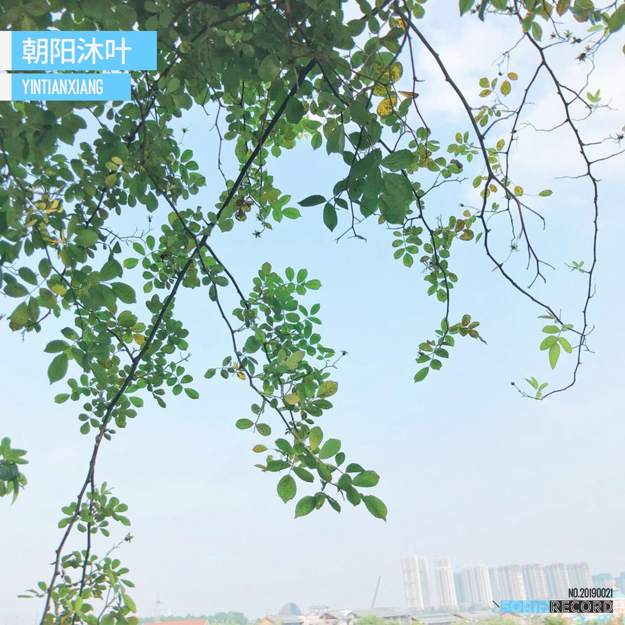 朝阳沐叶