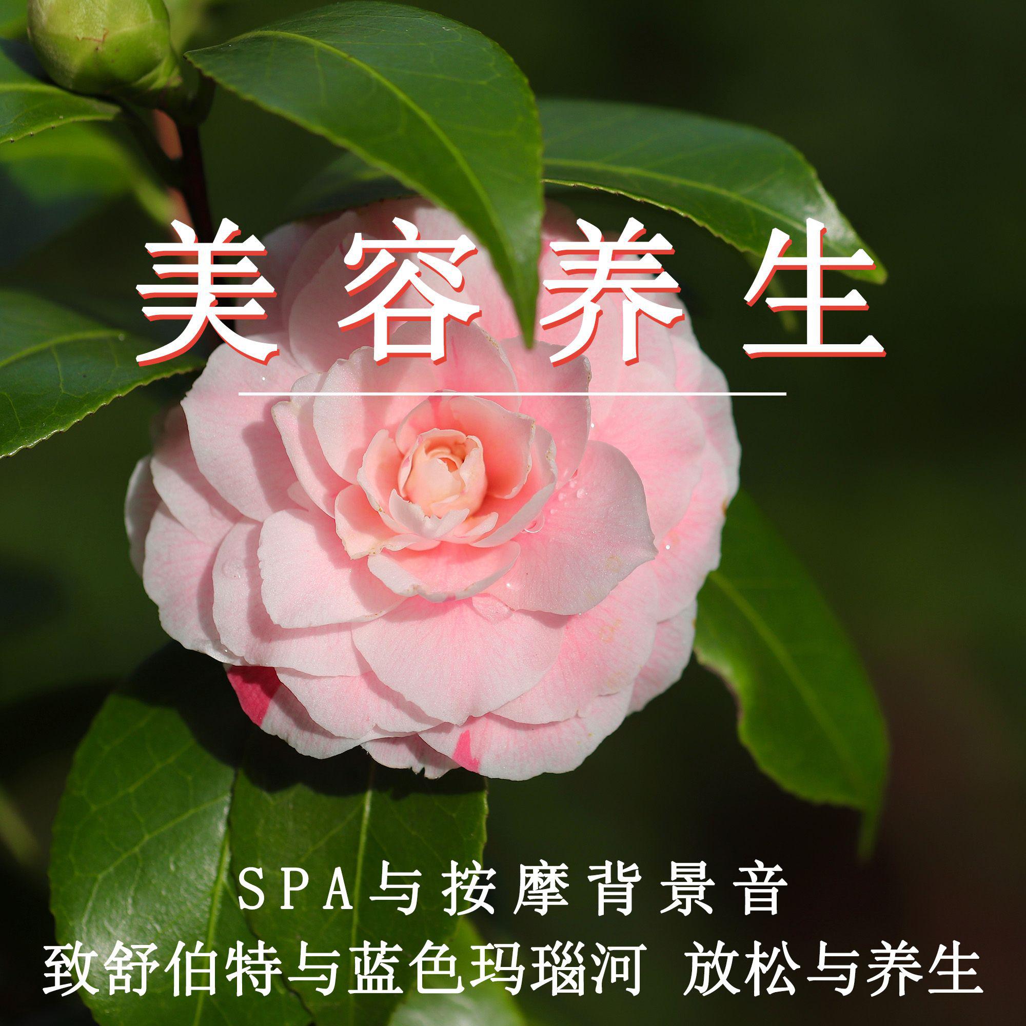 美容养生 SPA与按摩背景音 致舒伯特与蓝色玛瑙河 放松与养生