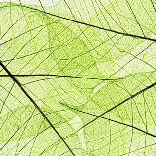 植愈系/光合歌单：清新纯音乐 给心情浇浇水