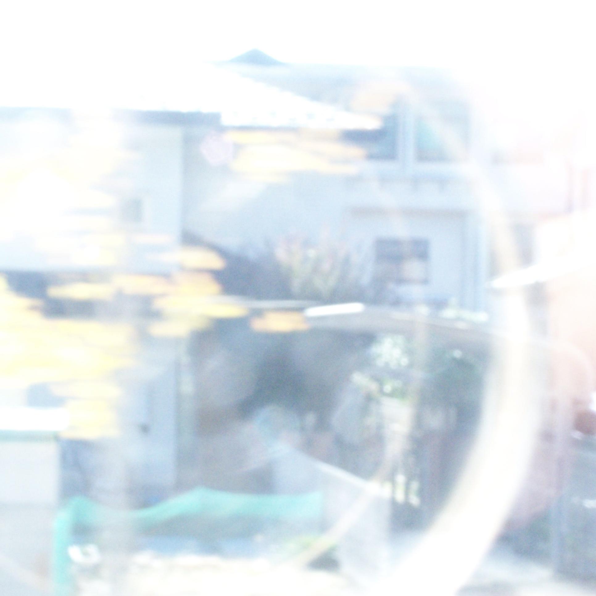 lily is a friend of mine