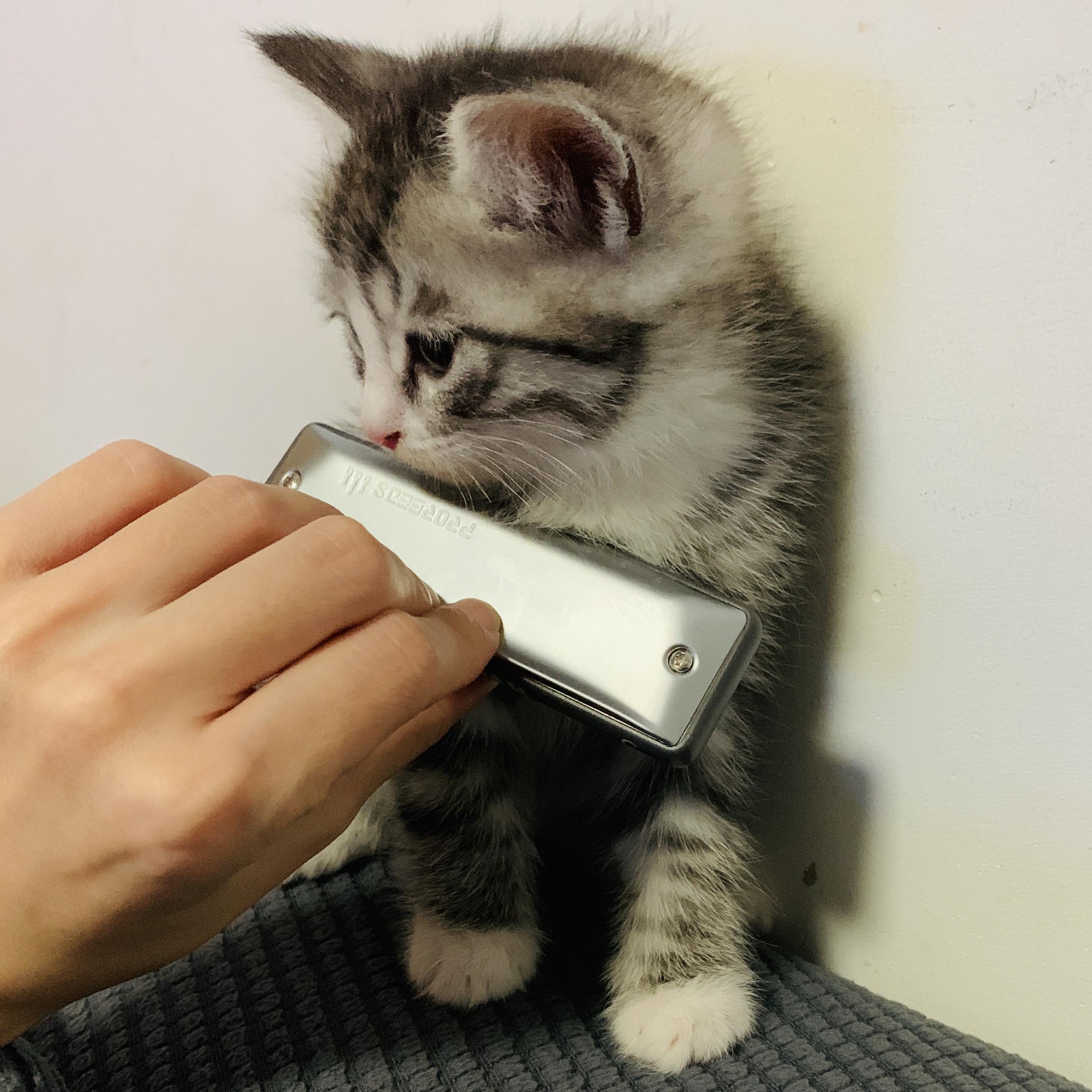 一生所爱（十孔口琴）