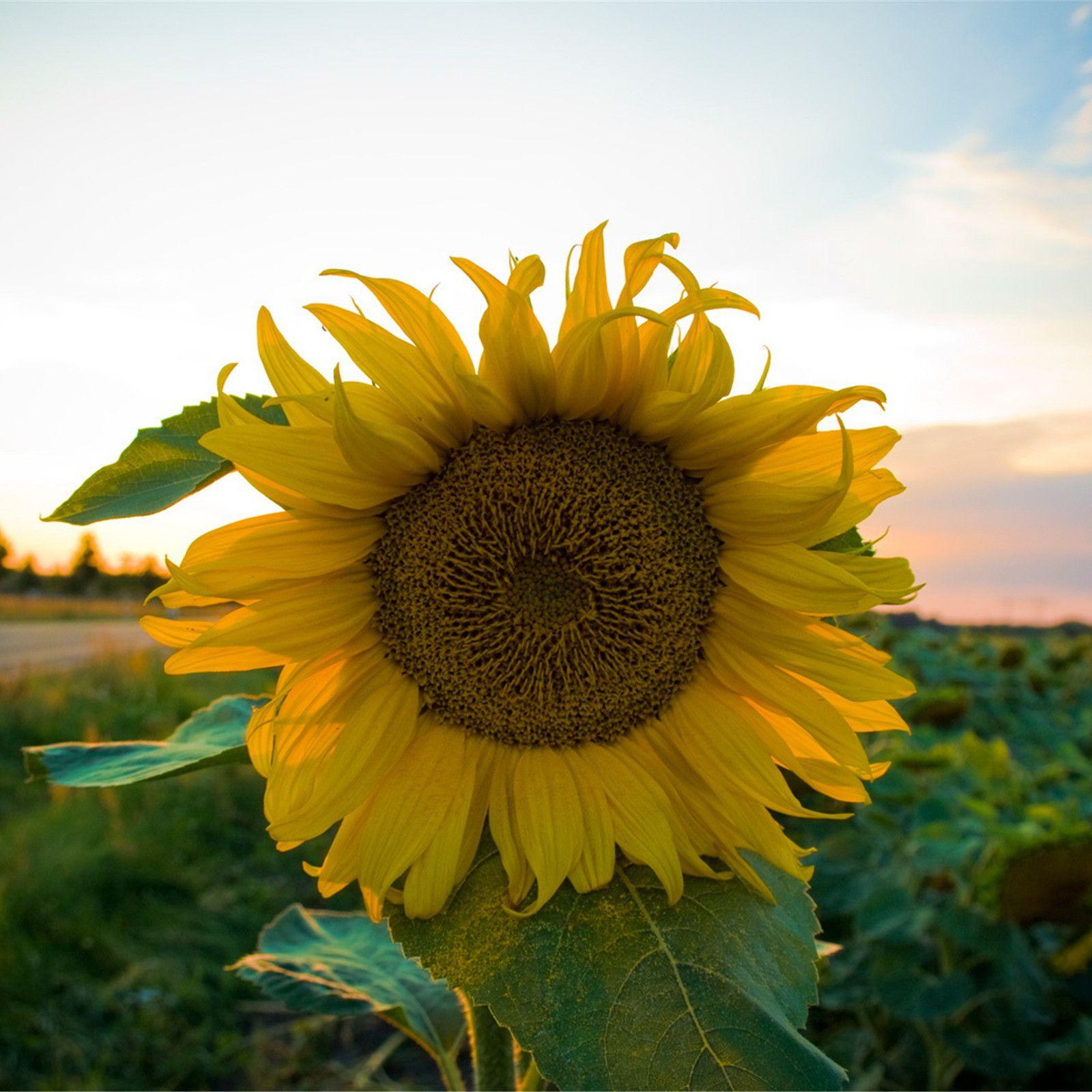 推高-整曲 伴奏