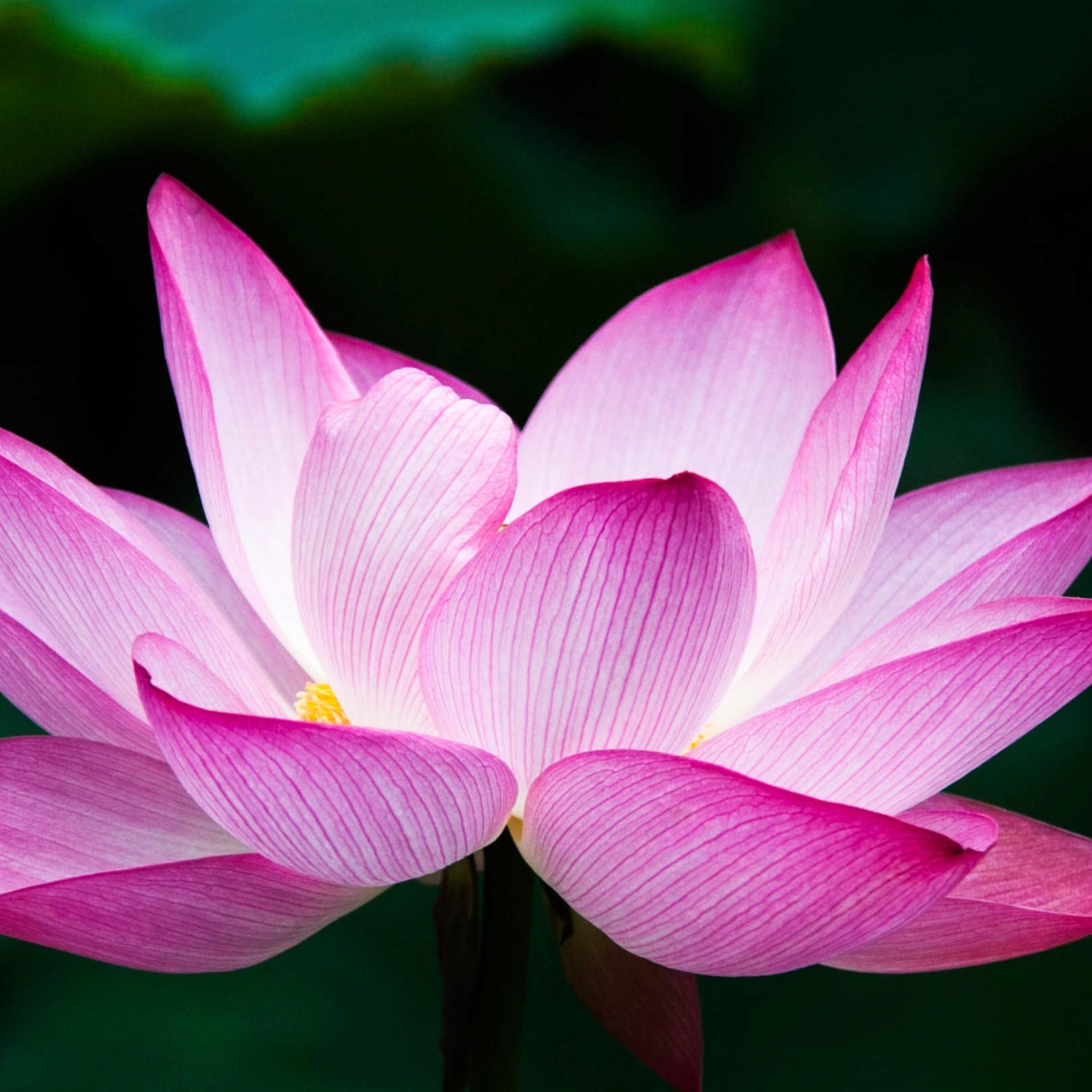 108 repetitions-slower