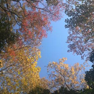 野童小宝藏的歌