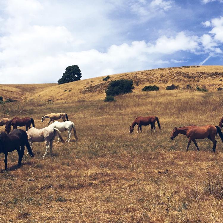 Grassland