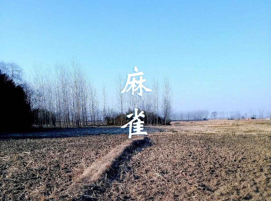 麻雀专辑