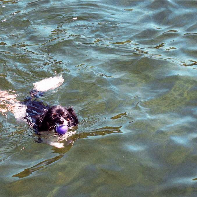 dogswim