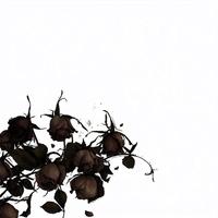 낙화(落花)