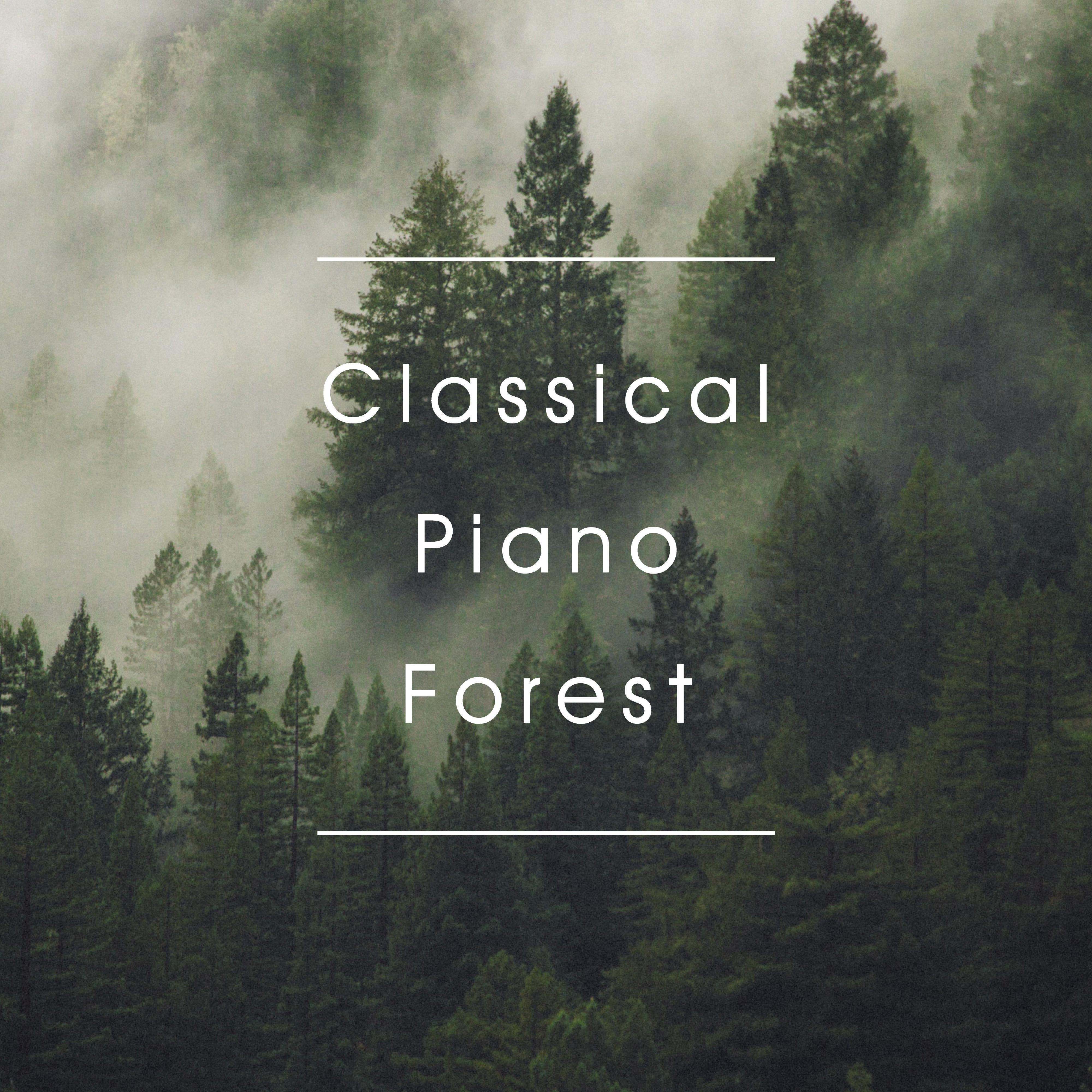 走入宁静 (森林露营音效)