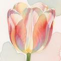 Bloom专辑