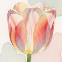 Bloom专辑