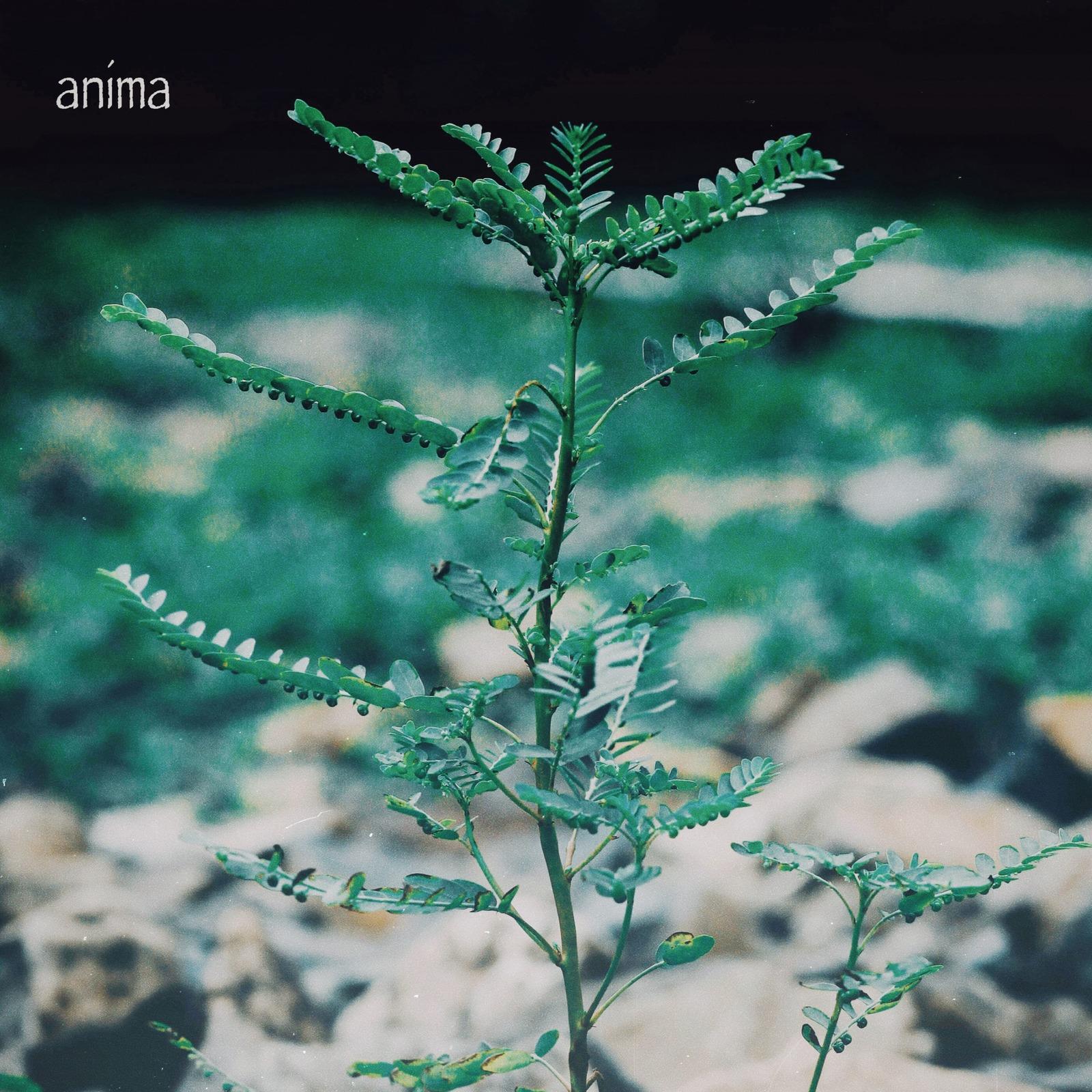 anima
