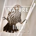 Nature Birds Sounds – Calming Sounds, Singing Birds, Sounds of Forest, Rest a Bit, Free Time