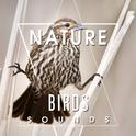 Nature Birds Sounds – Calming Sounds, Singing Birds, Sounds of Forest, Rest a Bit, Free Time专辑