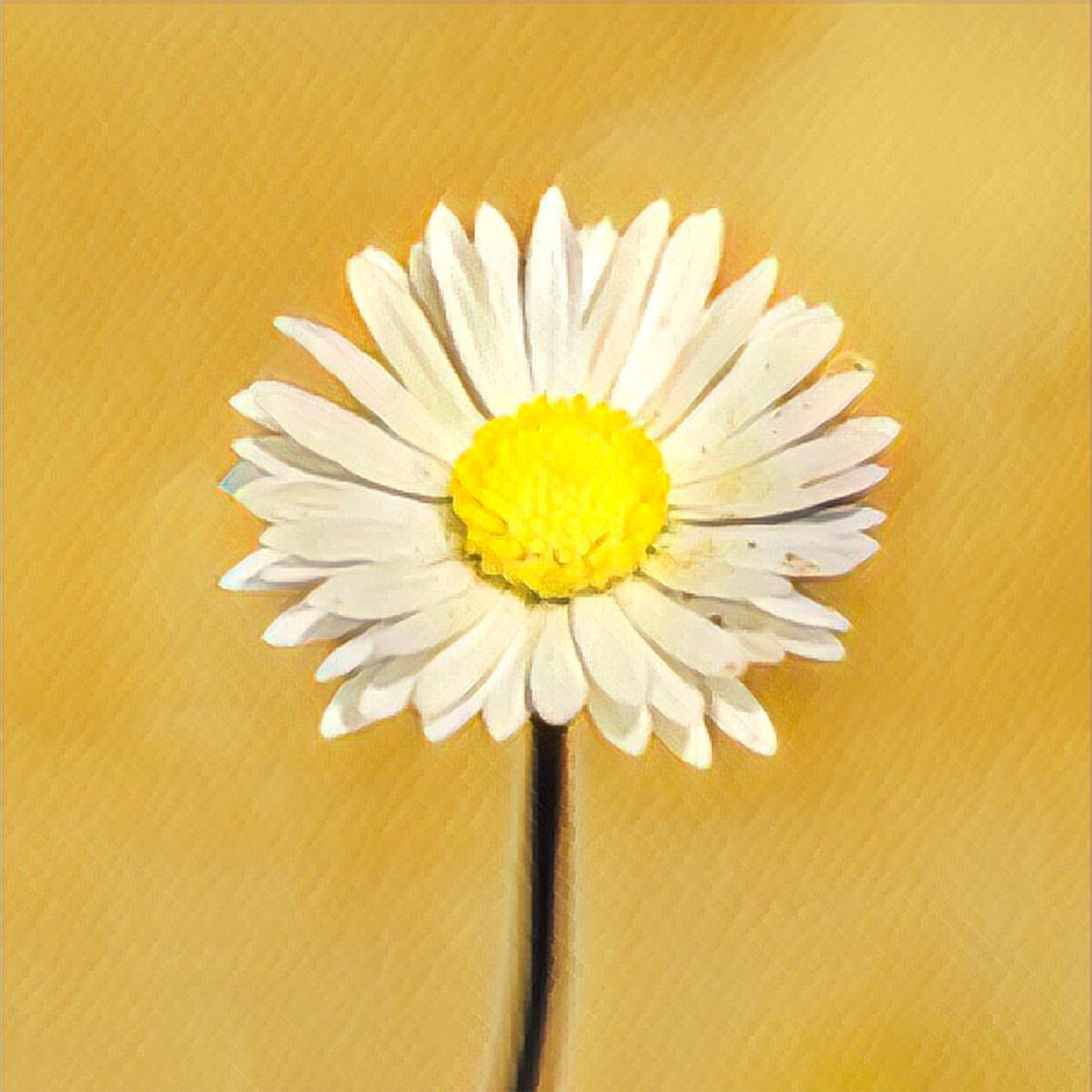 ONiLL - Daisy