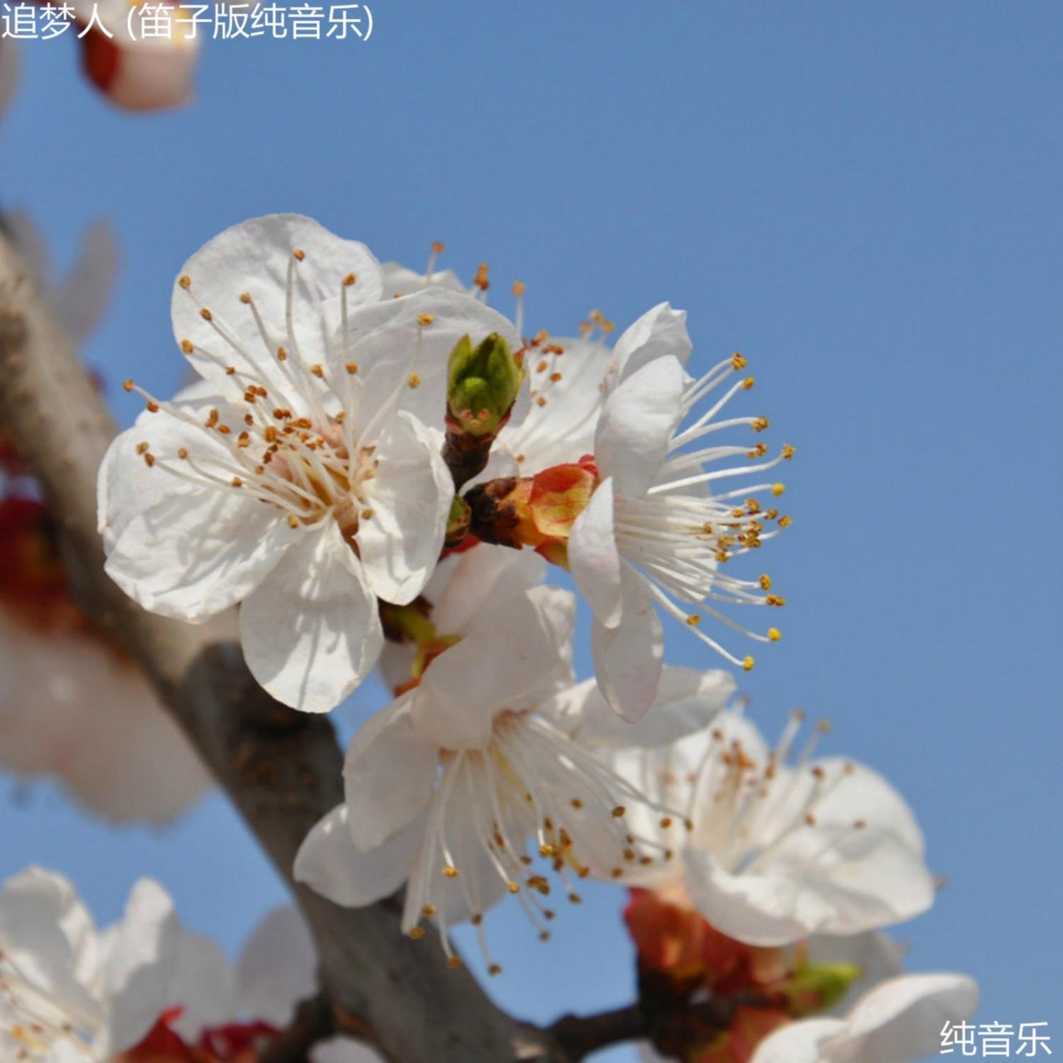 追梦人(笛子版纯音乐)