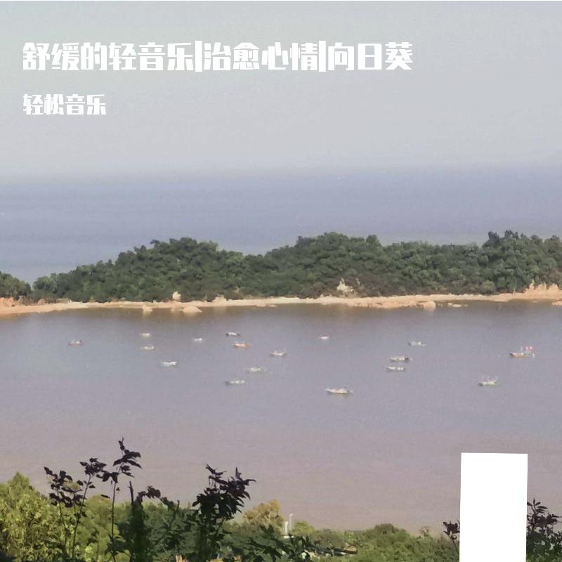 舒缓的轻音乐|治愈心情|向日葵