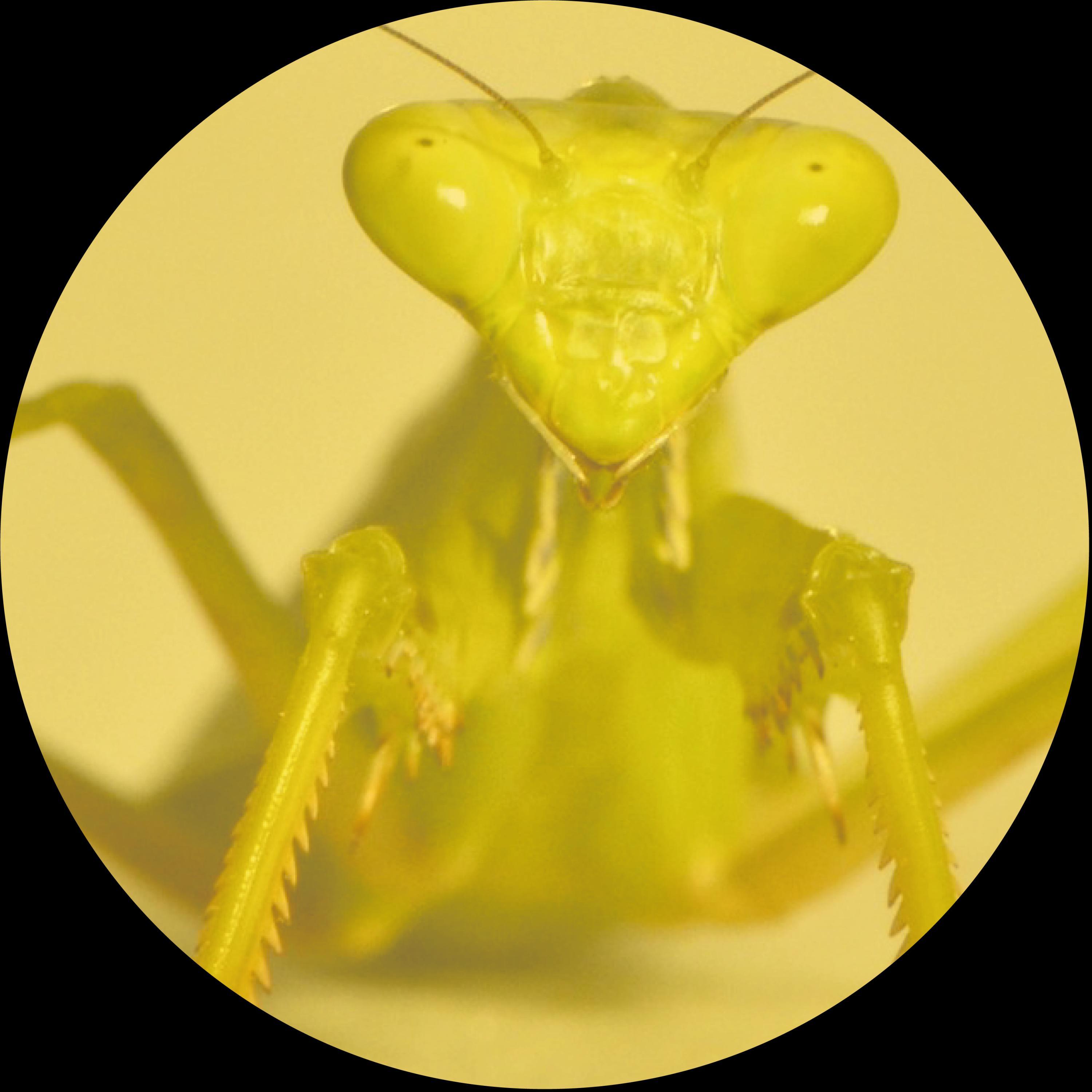 Yellow Mantis