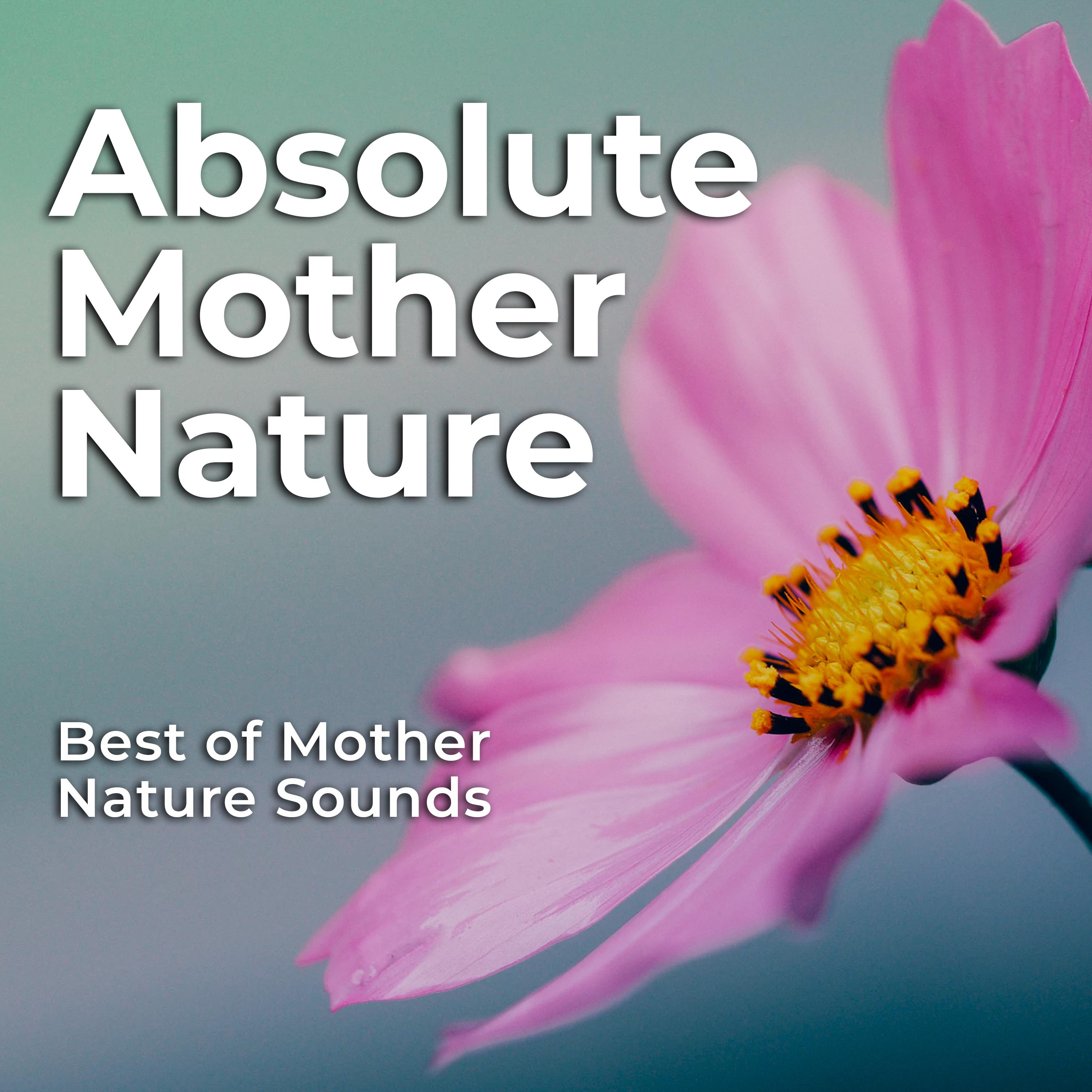 vibrant feathers - best of mother nature sounds - 单曲 - 网易云