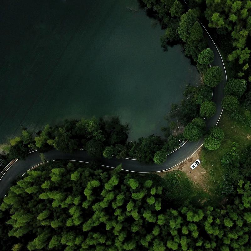 Road With Trees