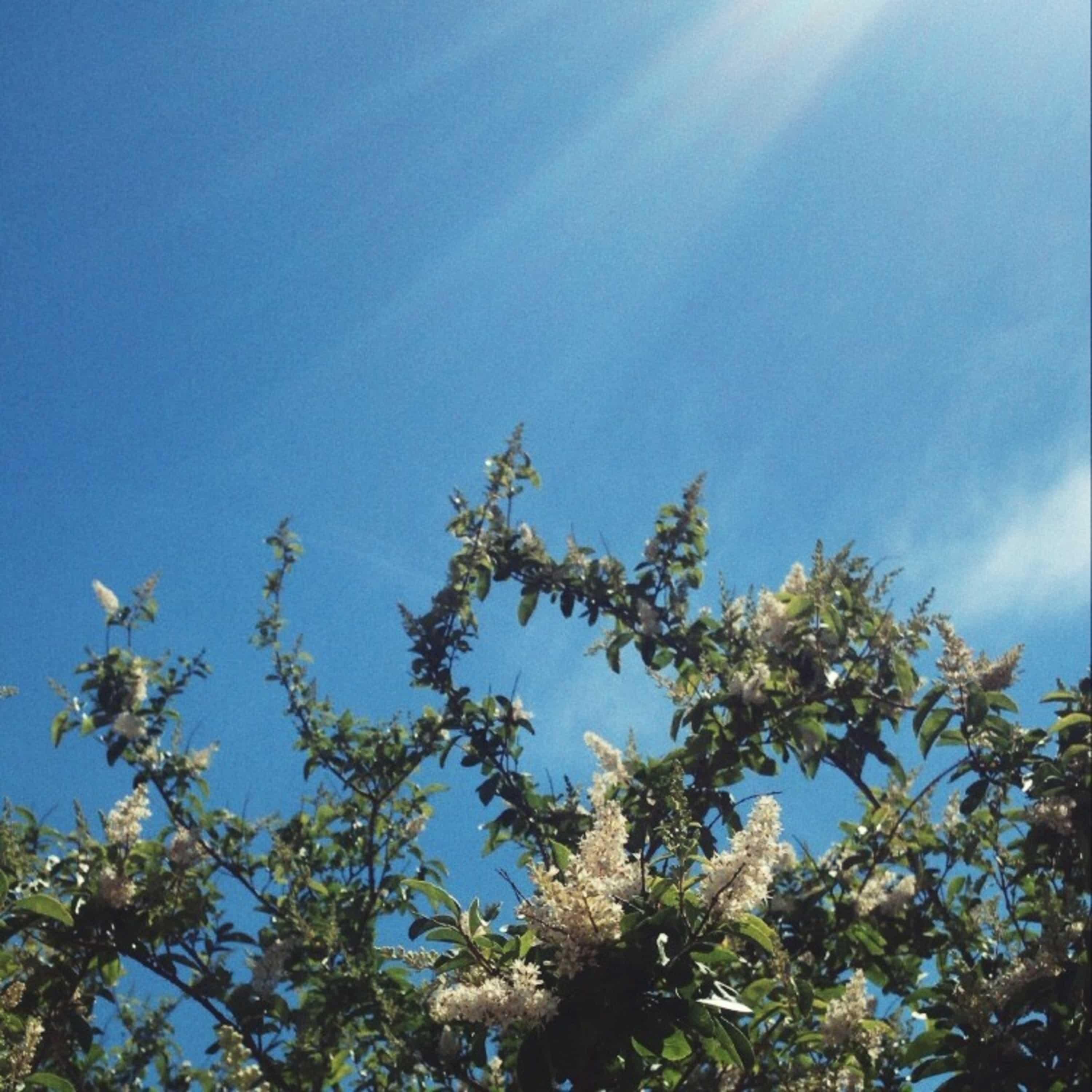 Summerskin (feat. Sean Calvyn)