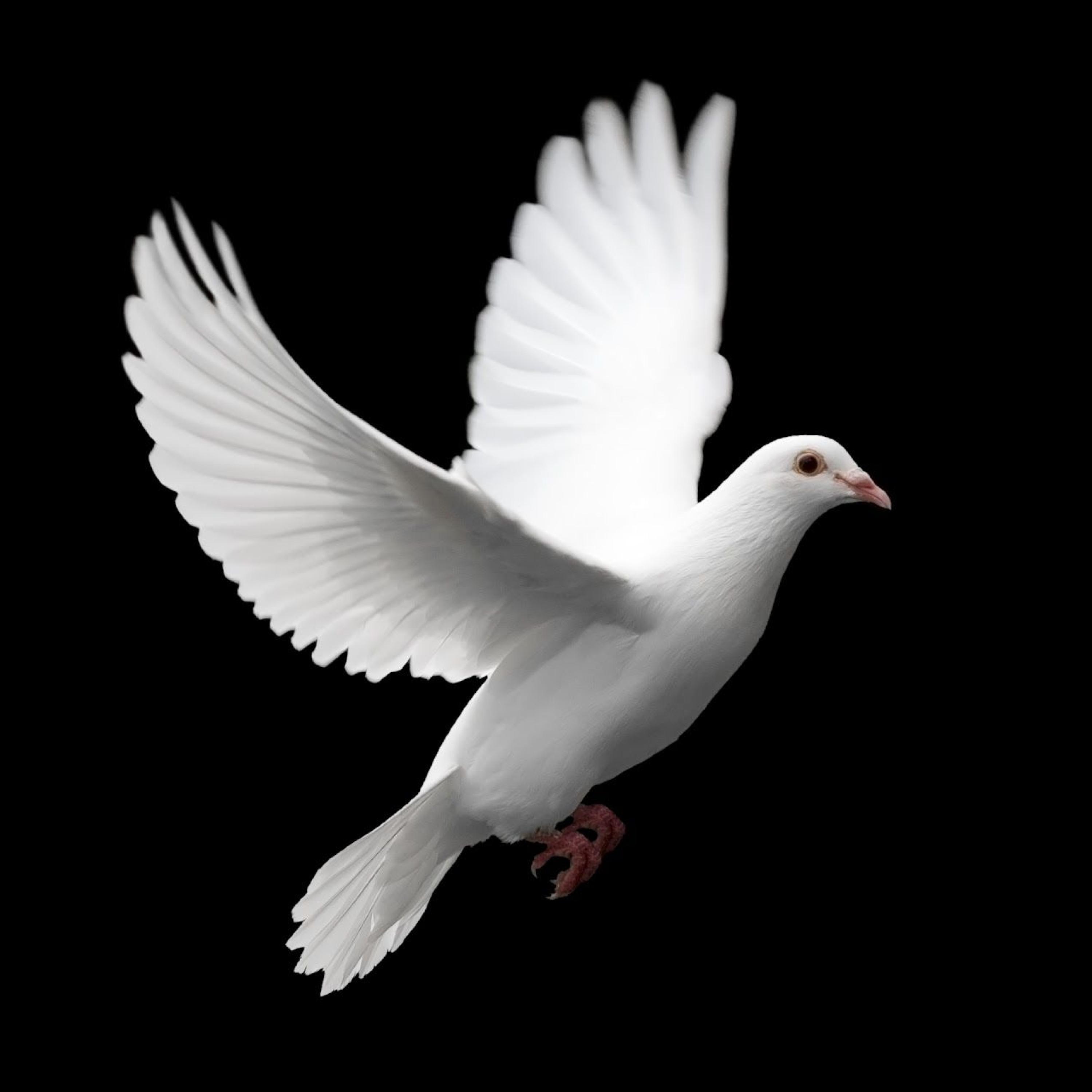 Pigeons