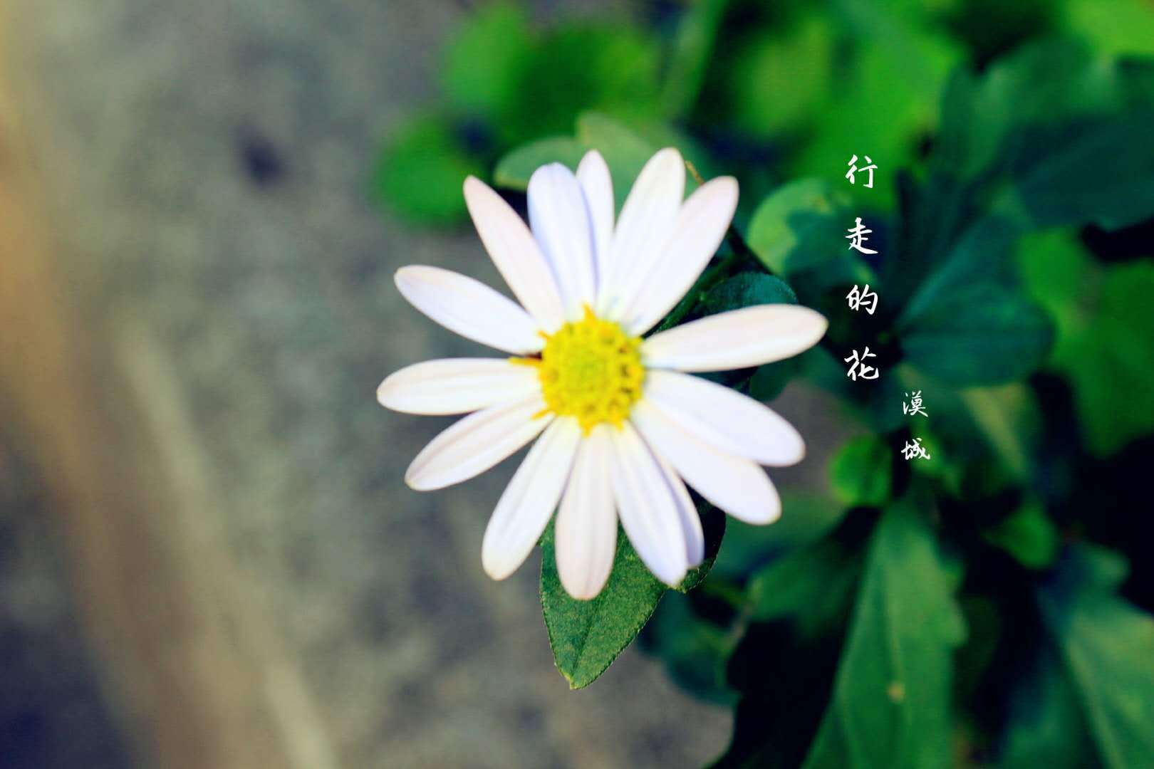 行走的花专辑