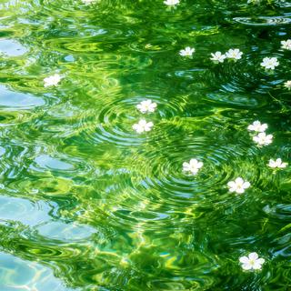 绿意纯音乐 | 自然 茂盛 悠然 平静 生命力