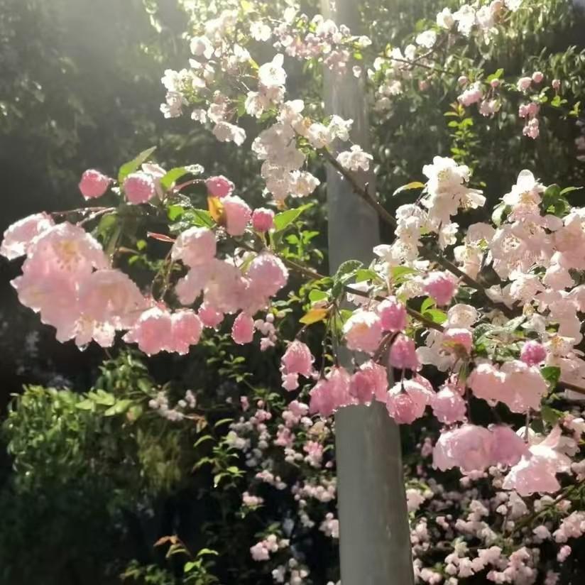牵丝戏
