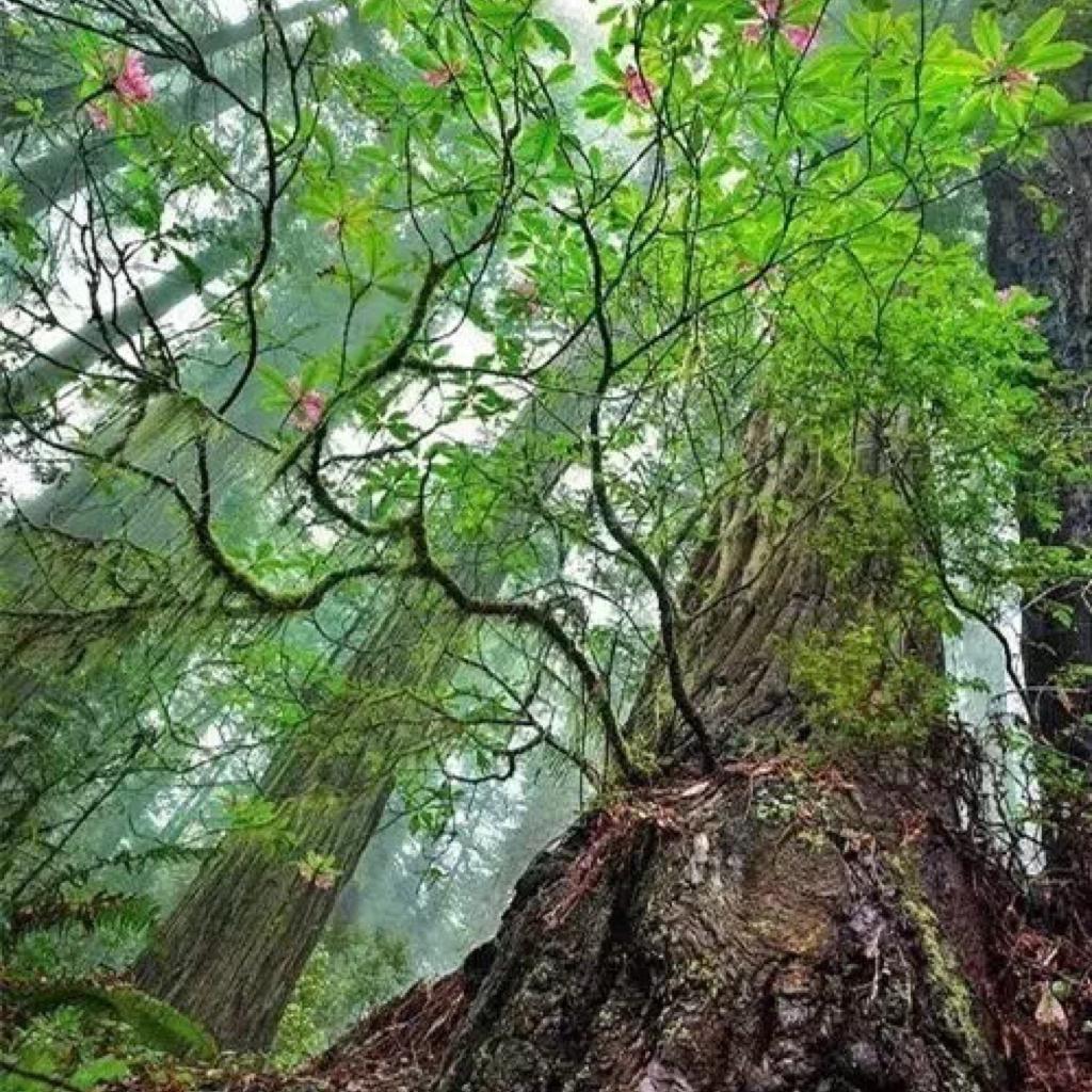 Мать леса. Дерево мать леса. Дерево и природа реалистично. Матушка леса. Мать природа в лесу.