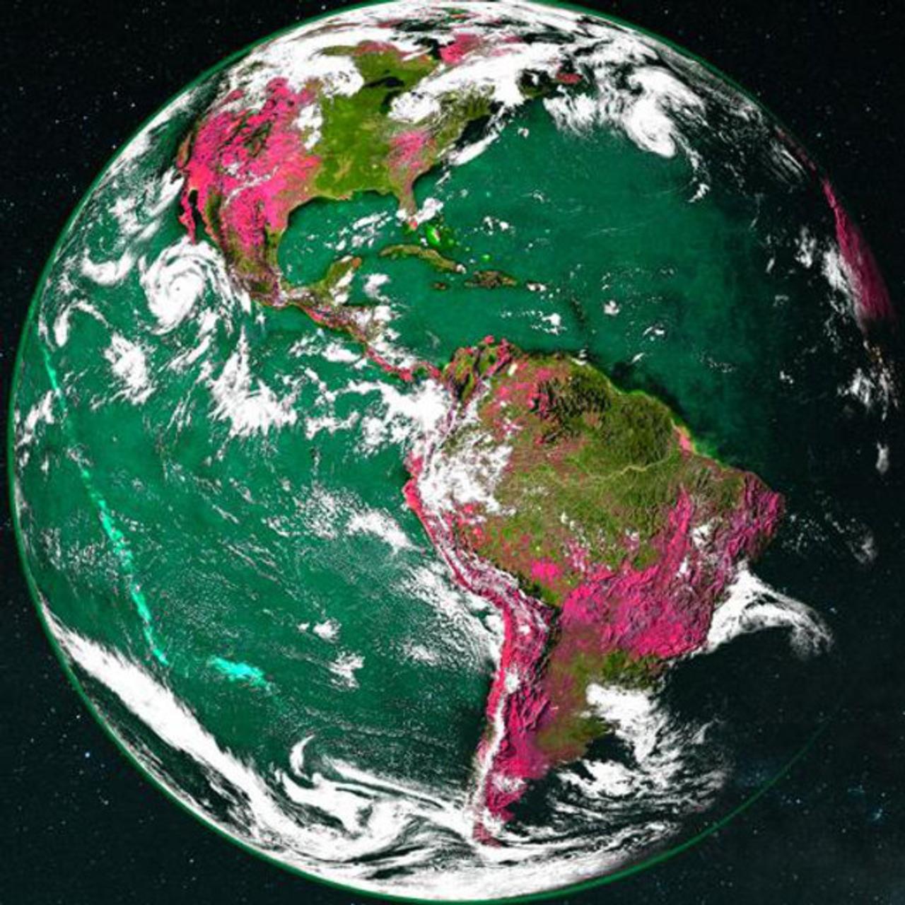 Intelligent Animal Minds